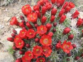 Claret Cup